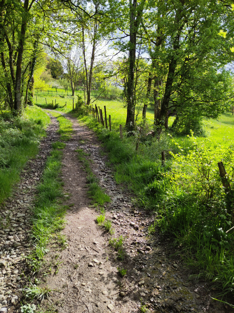 photo montrant un chemin campagnard en sous-bois